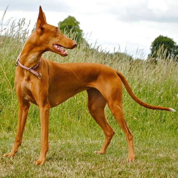 Pharaoh Hound photo 2