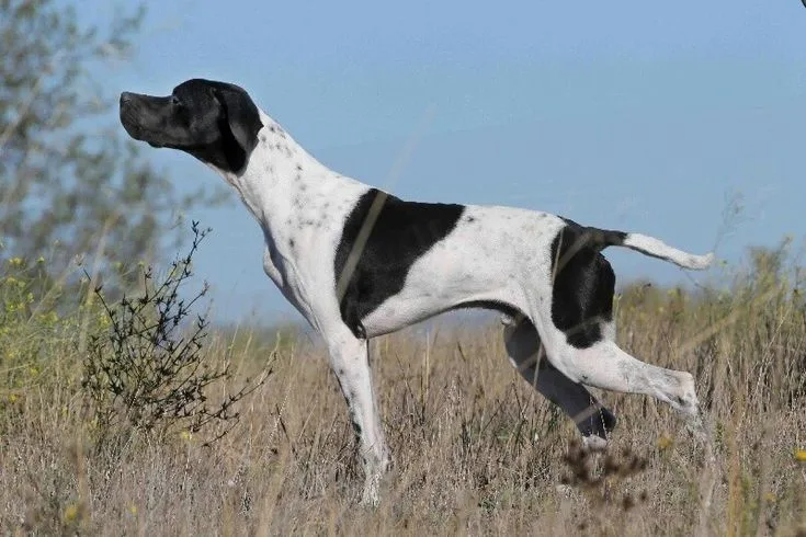 Pointer photo 2