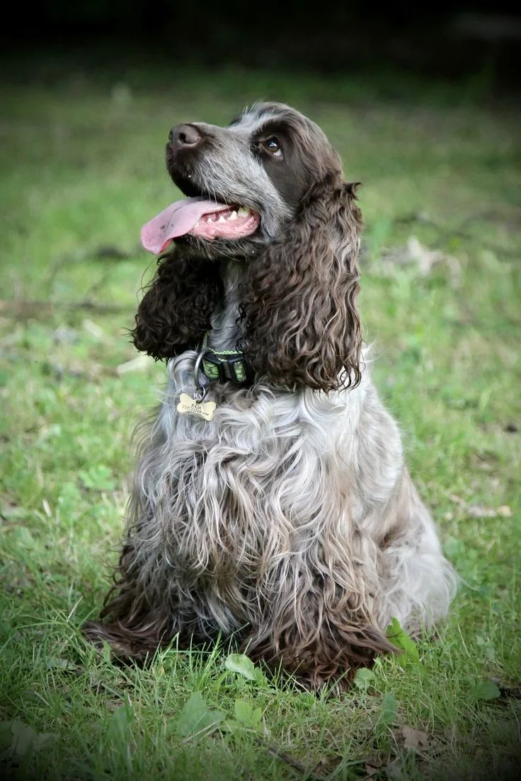 Pont Audemer Spaniel photo 2
