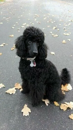 Poodle Miniature photo 2