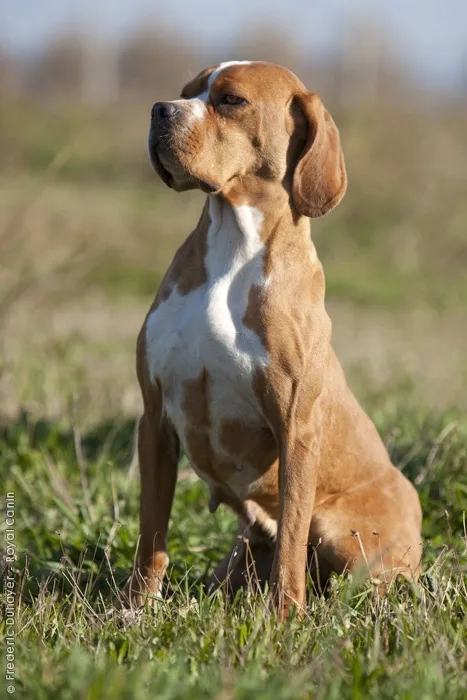 Portuguese Pointer photo 2