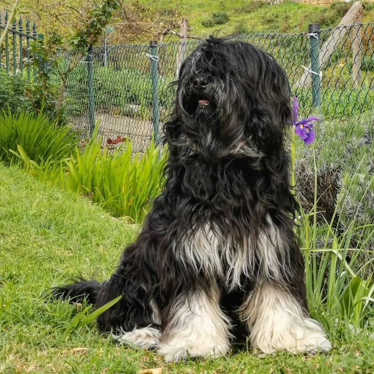 Portuguese Sheepdog