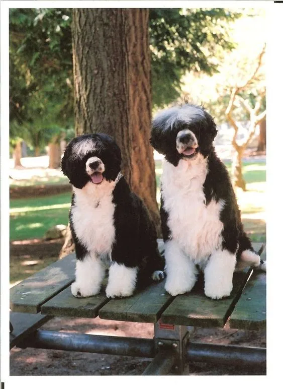 Portuguese Water Dog