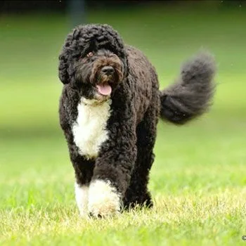 Portuguese Water Dog photo 2