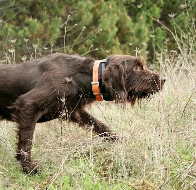 Pudelpointer photo 2