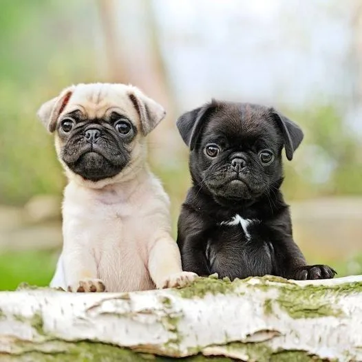 Pug
