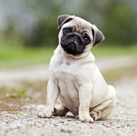 Pug photo 2