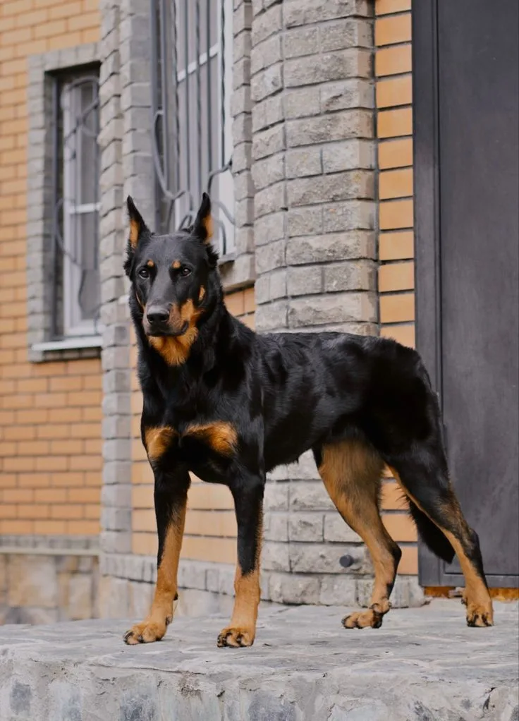 Beauceron photo 2