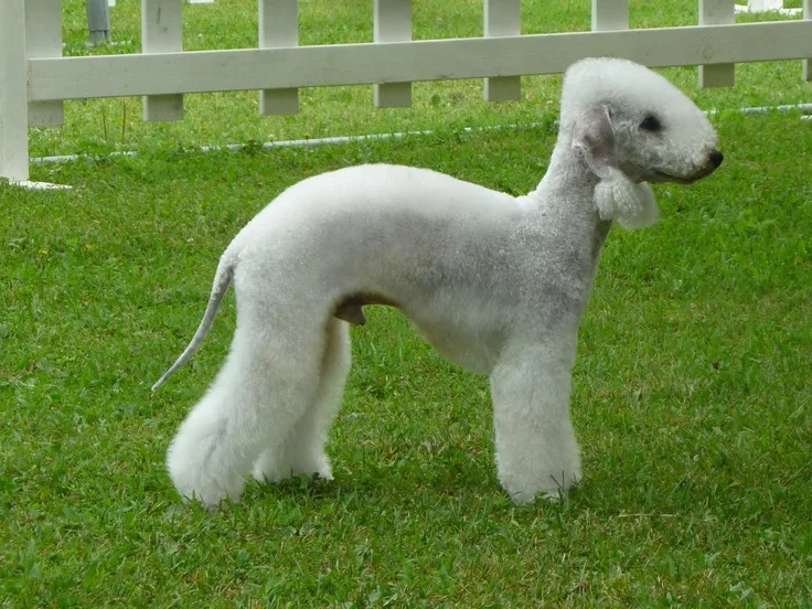 Bedlington Terrier