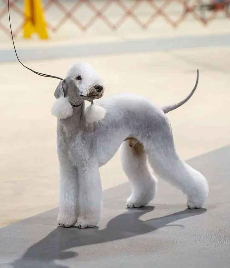 Bedlington Terrier photo 2