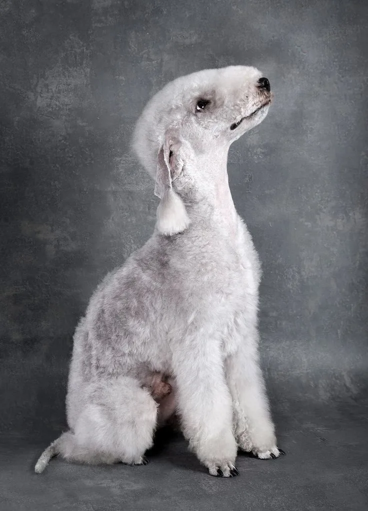 Bedlington Terrier photo 3