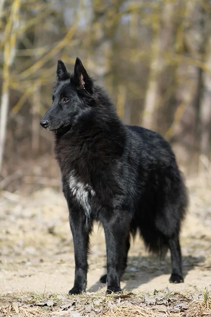 Belgian Sheepdog photo 3