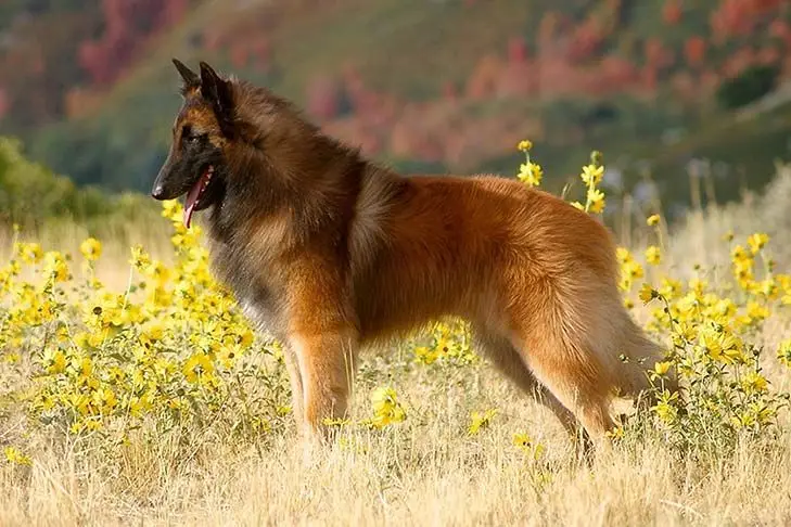 Belgian Tervuren photo 2