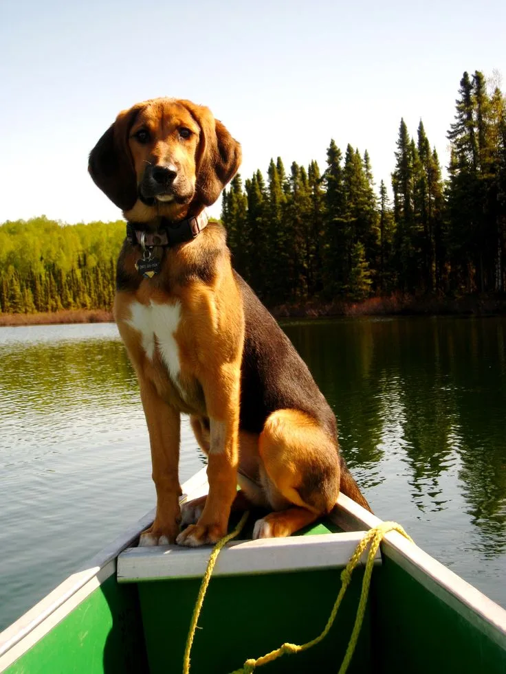 Bloodhound