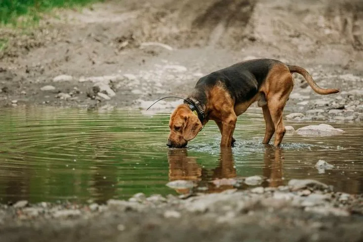 Bloodhound photo 3