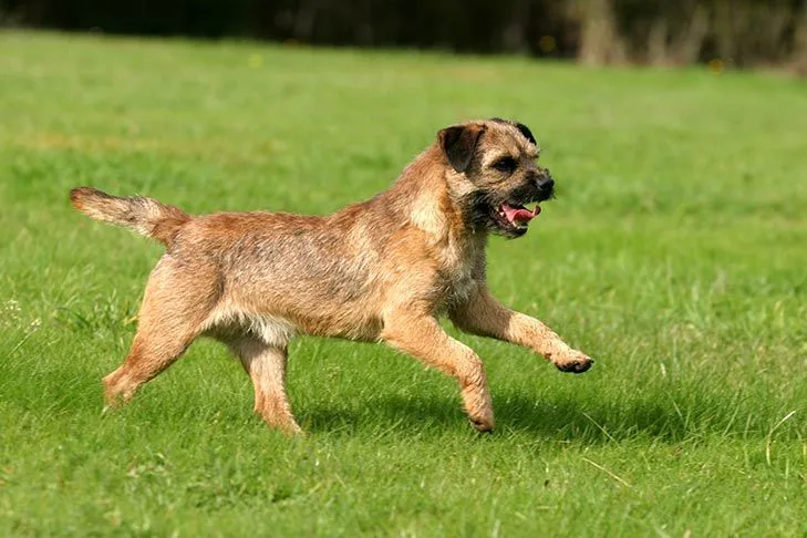 Border Terrier photo 2