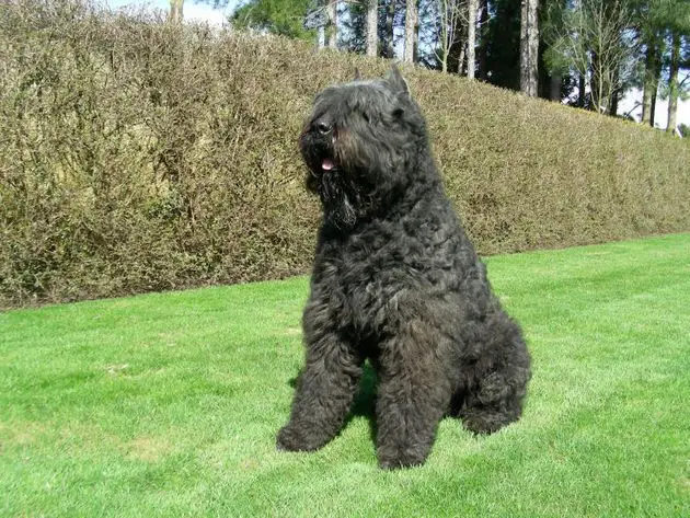 Bouvier Des Flandres photo 2