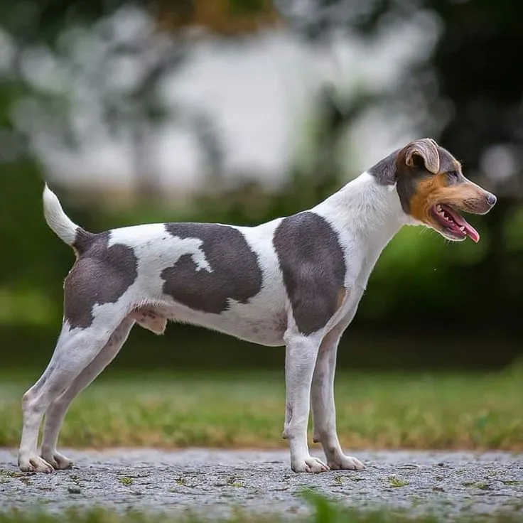 Brazilian Terrier