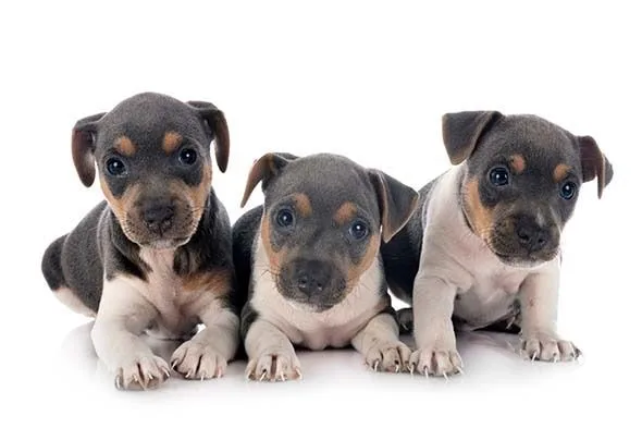 Brazilian Terrier photo 2