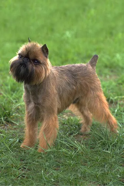 Brussels Griffon