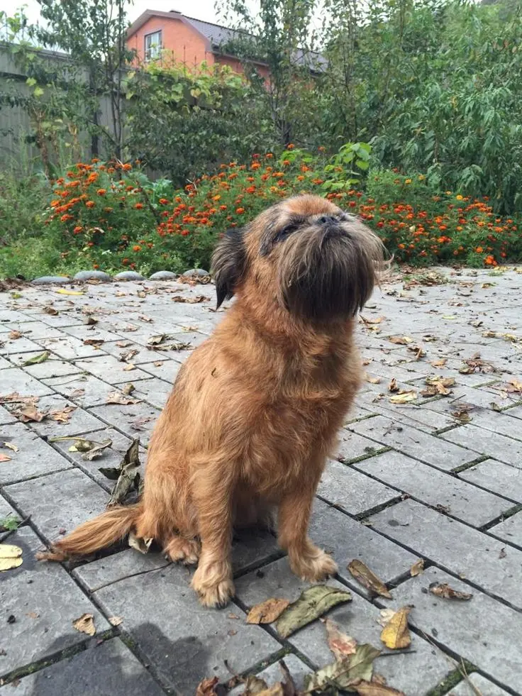 Brussels Griffon photo 2