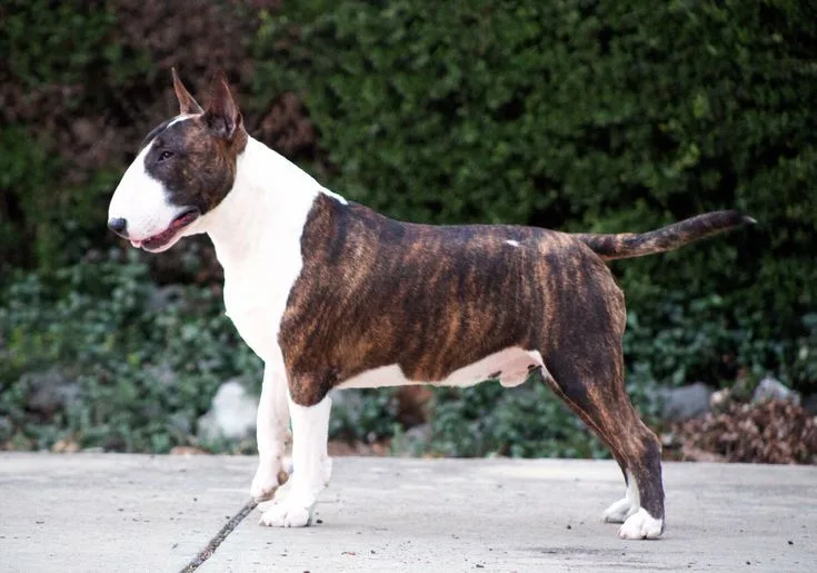 Bull Terrier