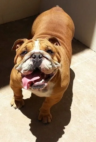 Bulldog photo 2
