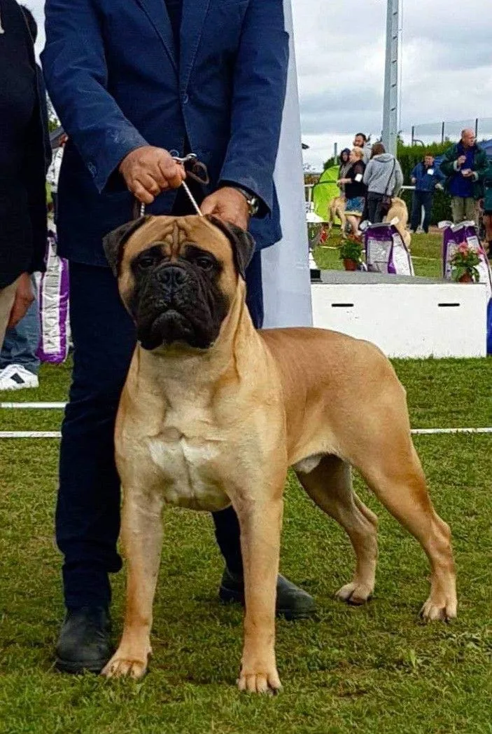 Bullmastiff photo 2