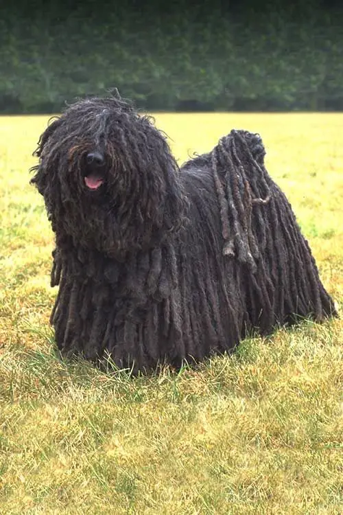 Puli