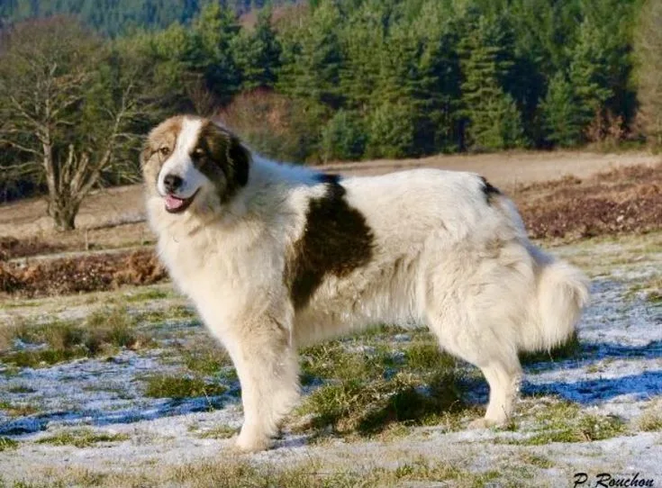 Pyrenean Mastiff
