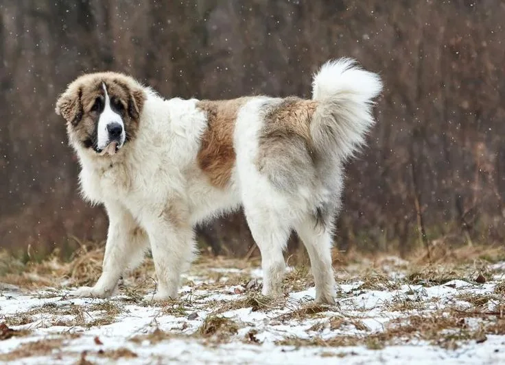 Pyrenean Mastiff photo 2