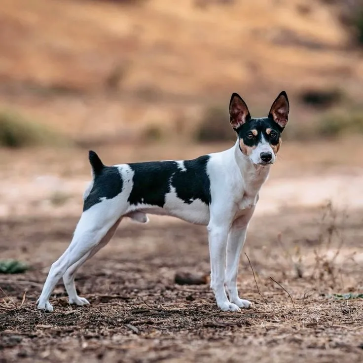 Rat Terrier photo 2