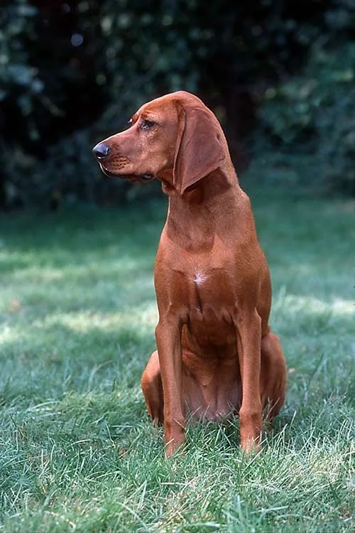 Redbone Coonhound