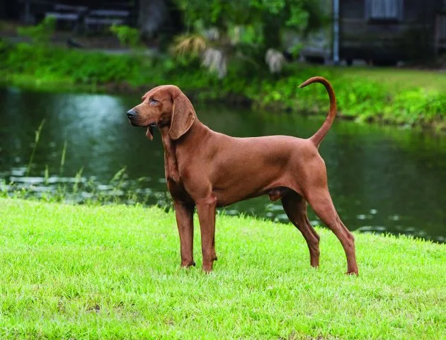 Redbone Coonhound photo 2
