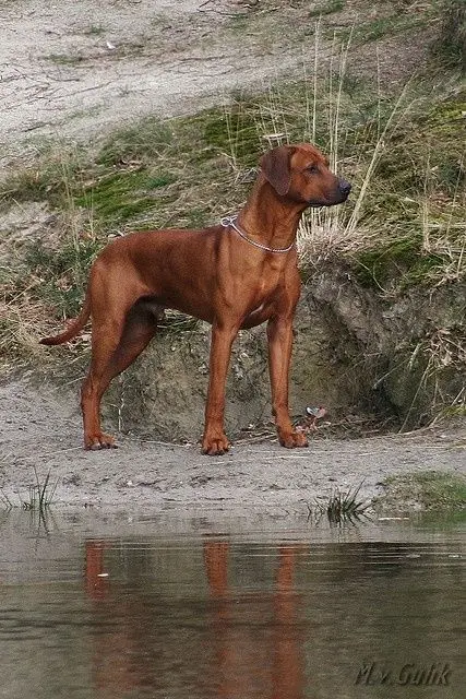 Redbone Coonhound photo 3