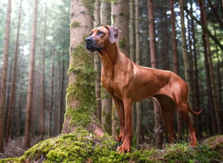 Rhodesian Ridgeback