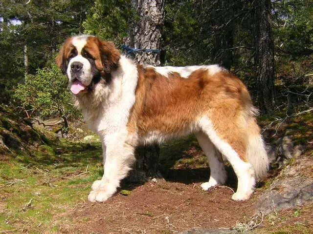 Saint Bernard photo 2