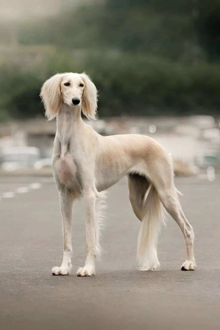 Saluki photo 2