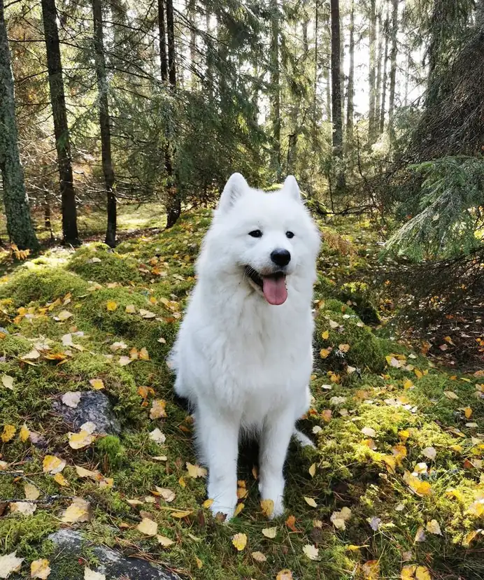 Samoyed photo 2