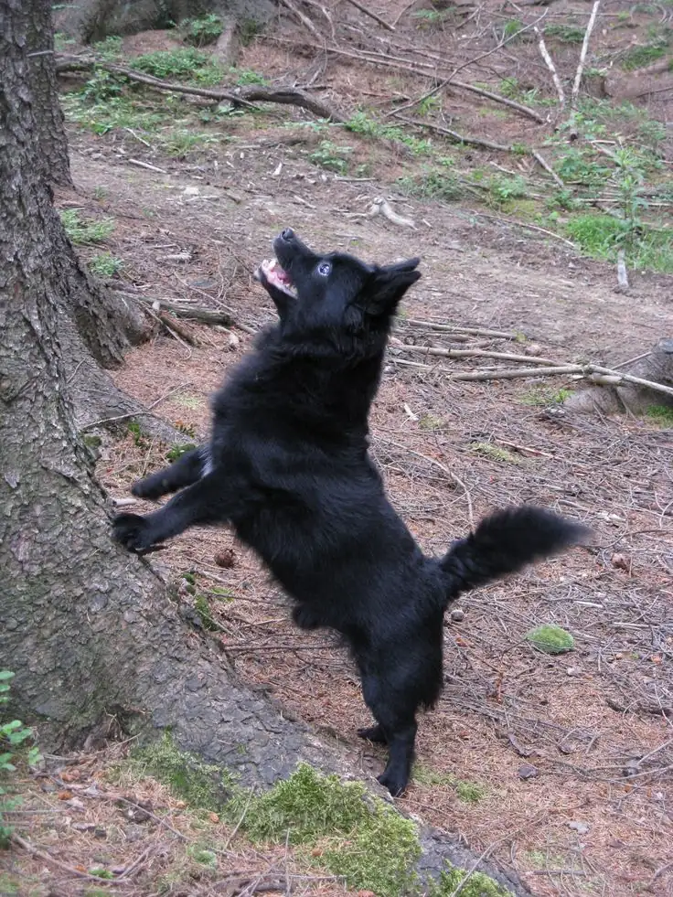 Schipperke photo 2