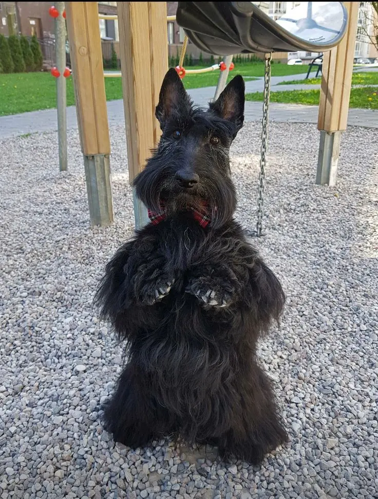 Scottish Terrier photo 2