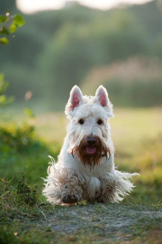 Sealyham Terrier