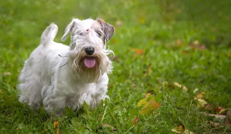 Sealyham Terrier photo 2