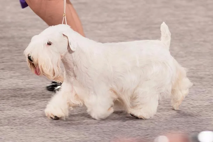 Sealyham Terrier photo 3