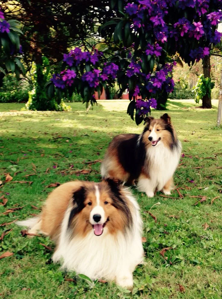 Shetland Sheepdog photo 2