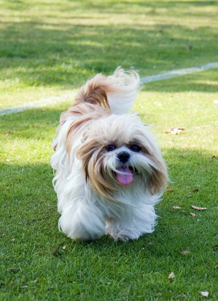 Shih Tzu photo 2