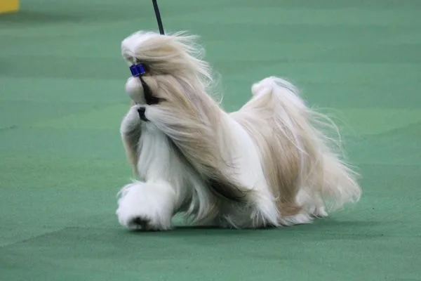 Shih Tzu photo 3