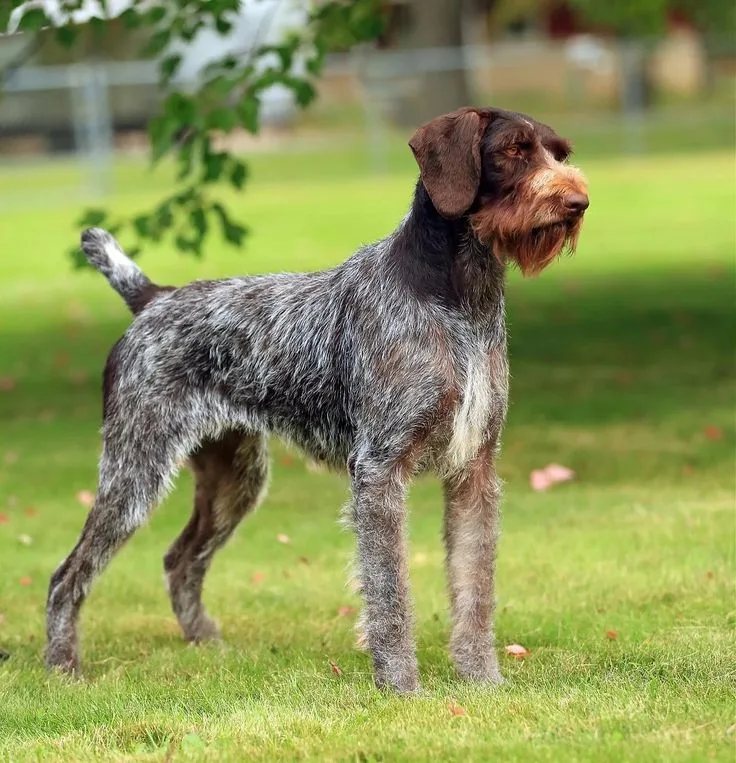 Slovakian Wirehaired Pointer