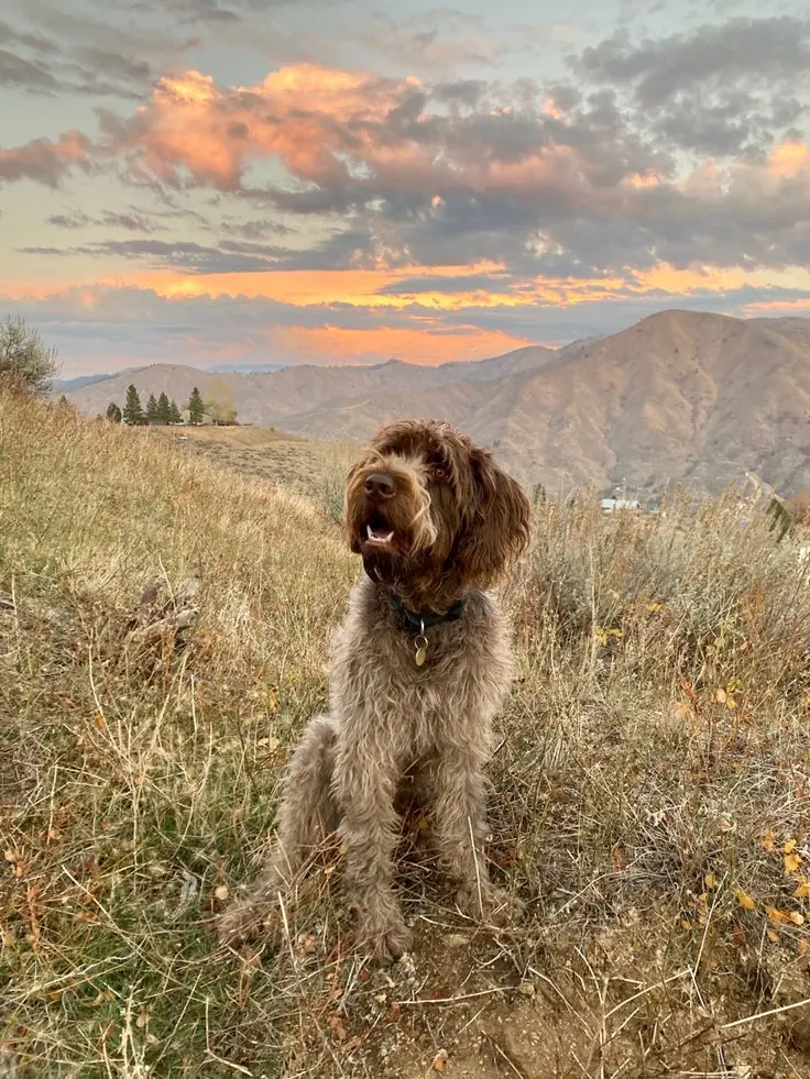 Slovakian Wirehaired Pointer photo 2