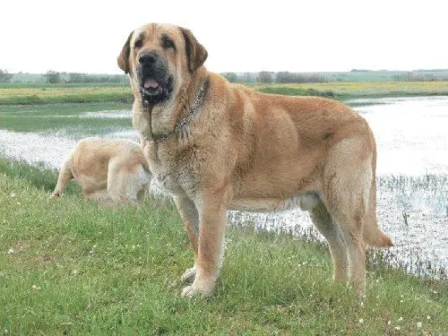 Spanish Mastiff photo 2